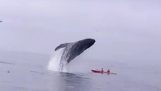 Humpback whale falls onto kayak
