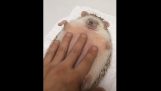 Massage in Hedgehog