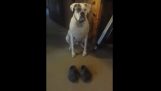 O cão com chinelos