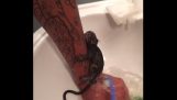 Ένας σκιουροπιθηκός κάνει το πρώτο του μπάνιο