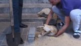 Διάσωση σκύλου που τον “έχτισαν” ζωντανό