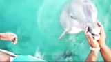 Een dolfijn uit de geretourneerde cel die was gevallen in de zee