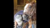 The horse loves the farrier