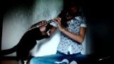 Kočka nesnáší flétna