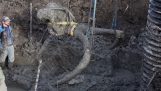 ويرى المزارع عظام الماموث عصور ما قبل التاريخ في ميدان