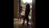 Bambino e cane sono emozionati quando papà torna a casa