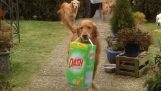 Οι σκύλοι βοηθούν με τα ψώνια