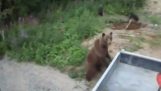 Desivé útok medveďa