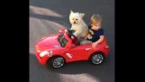 Pies w samochód elektryczny
