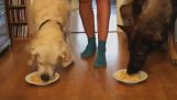 Two dogs into eating contest