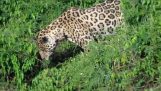 Jaguares mergulha na água e pegar um jacaré