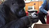 Koko der Gorilla Syntanta Kätzchen wenig