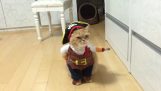 Η γάτα πειρατής