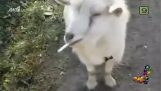 Owce “koyroympela”