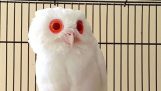 Een albino OWL