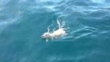 Niesamowite uratować szczeniaka, który zaginął na morzu