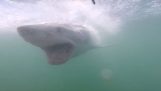 Desivé útok bieleho žraloka klietky Potápanie