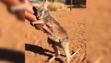 En lille kænguru kræver knus