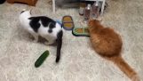 Kočky a děsivé okurky