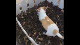 Pies zakopuje martwego szczeniaka