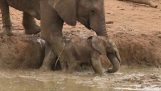 Help from the herd, to save the elephant