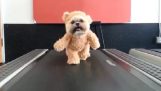 Ο σκύλος αρκουδάκι στον διάδρομο γυμναστικής