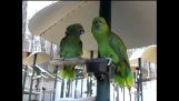 To papegøjer skænderi som gift