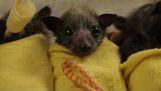 Pequenos morcegos laminados