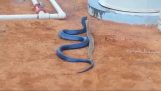 Blue Snake vs rattlesnake