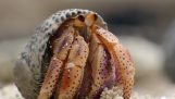 Krabba eremiter står i kö… för nya hem