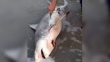 El a salvat trei rechini nou-născuți pe plajă
