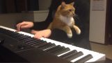 Pianoforte con gatto