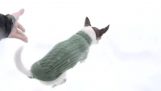 Why the Chihuahua is not running in the snow;