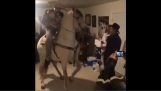 馬がパーティーで踊っています。