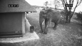 Ο ελέφαντας που μαζεύει τα σκουπίδια