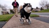 Pies biegnie z 3D drukowana wymiany protez kończyn