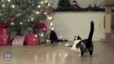 猫とクリスマスの木を攻撃