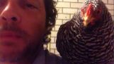 Tentative de contact avec un poulet