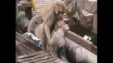 A monkey restores his friend in life