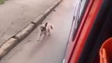 Cane insegue l'ambulanza portando il suo capo