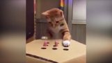 Απλό παιχνίδι για γάτες