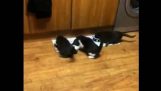 तीन भूख kitties