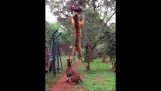 Вражаючий стрибок тигр в уповільненому Русі
