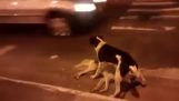 Câine protejează prietenul său, care a fost lovit de o masina