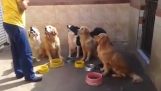 Obedient dogs await their food