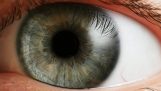Utviklingen av det menneskelige øyet