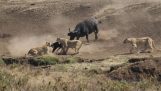 Helten sparer litt Buffalo fra en flokk med løver