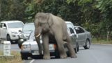 Elefant distruge masini in Thailanda