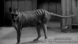 Unique footage of a Tasmanian Tigri, a species that disappeared in 1936