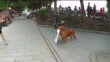 中国のハンバーガーバーを広告する犬